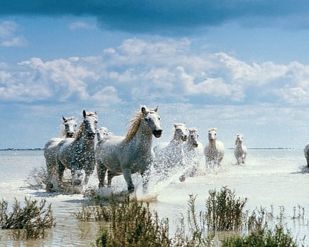 white horses - white, horses, nature, animals, herd