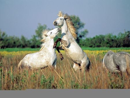 Born to be wild and free - white, stand, horses, jump, grass, reed, sky