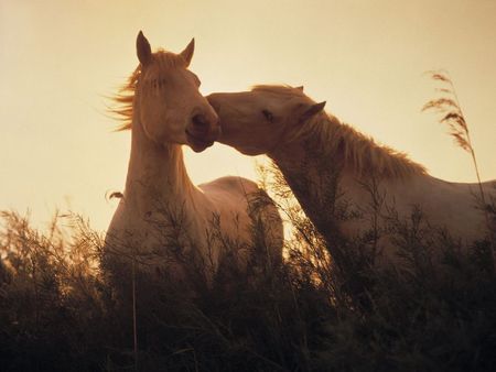 Nuzzling White Horses - vegetation, nuzzling, horses, twilight, light orange