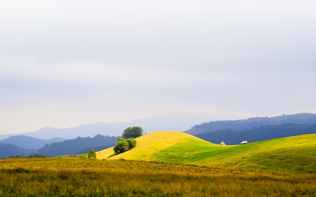 Golden Hilltop - hill, yellow, field, golden, hilltop