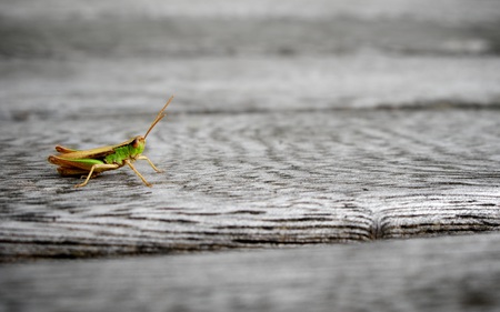 Little Grasshopper - insect, little, grasshopper, bug