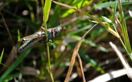 Grasshopper Camo - grasshopper, green, camo, insect, grass, bug