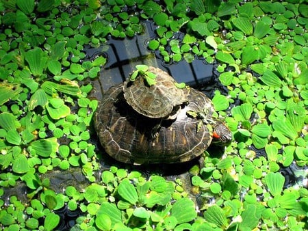 Turtles - turtles, picture, cool, beautiful