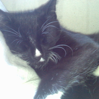 puddy cat