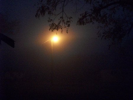 dense morning fog - fog, trees, morning, light