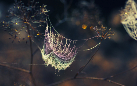 Gossamer - abstract, nature, amazing, beautiful, photography, drops, landscape