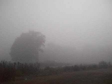 foggy morn - morning, fog, tree, feild