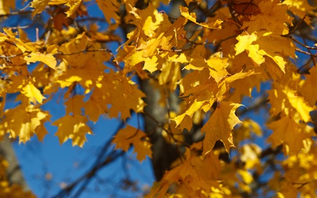 Golden Leaves - autumn, fall, yellow, leaves, tree, leaf, gold