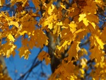 Golden Leaves