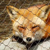 Fox 2