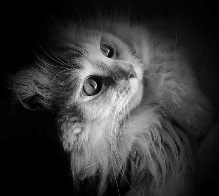 beautiful cat for my friend RipperSoul - black white art photo, closeup, beautiful, cat