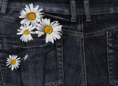 daisies - jeans, beautiful, photography, daisy, cool, flower, flowers, daisies, nice, pants