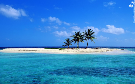 Lonely Sandy Beach - sea, palms, blue, beach