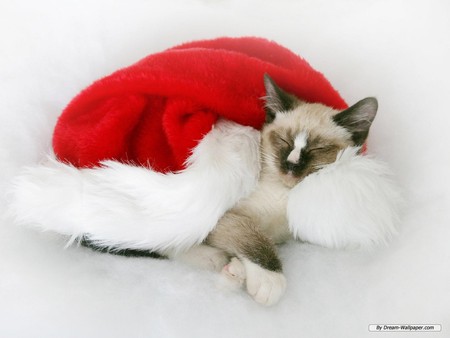 Kitten with santa hat - santa kitten, animal, siamese kitten, sweet, cat, christmas, holiday, kitten, hat, santa, christmas kitten