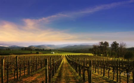 In Vino Veritas - vineyard, field, andrea andrade, nature