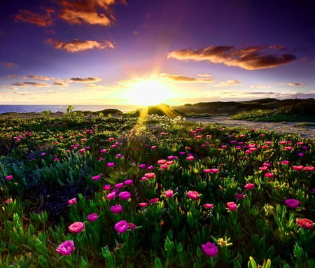 Wild flowers - sky, wild flowers, blue, field, sunset, colors, grass