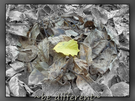 be different - yellow, leaf, brown, autumn