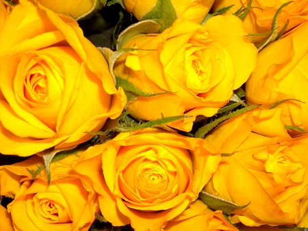 Beautifully - roses, yellow, beautiful, rose, many