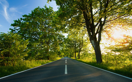 One Path - nature, alone, trees, 2560x1600, way, road, path