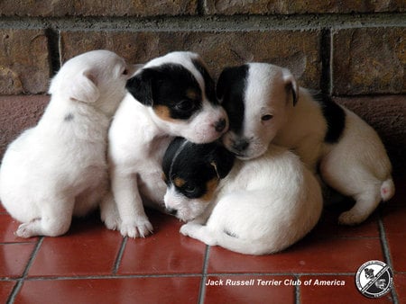 Cute-Little-Jack-Russell-Terrier-Puppies - dogs, pets, puppies, little