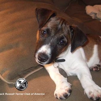 Cute-Little-Jack-Russell-Terrier-Puppy