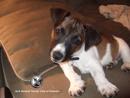 Cute-Little-Jack-Russell-Terrier-Puppy - funny, little, cute, dog