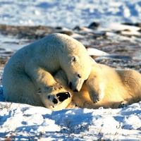 Cute-Polar-Bears