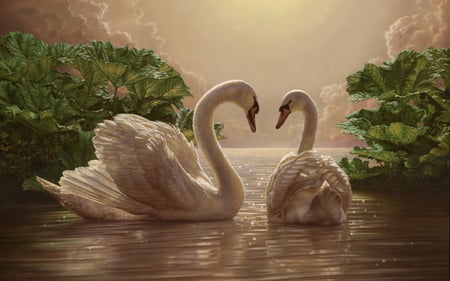 Swan-Lover - swans, love, gracious, beautiful