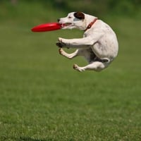 Funny-Dog-Catching-Dish