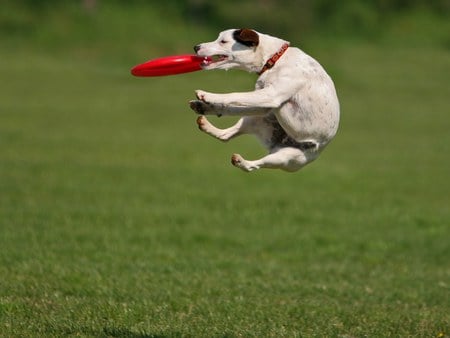 Funny-Dog-Catching-Dish - pet, playful, funny, dog