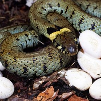 Snake-Eggs