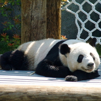 Sleeping-Panda-Bear