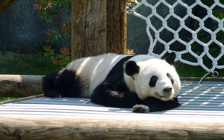 Sleeping-Panda-Bear - animal, bear, panda, zoo