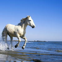 Horse-Running-On-Beach