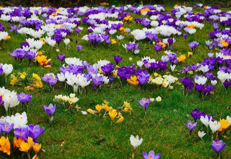 Crocuse Field - fullcolours, art photo, crocuse flowers, beautiful, field