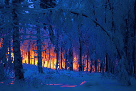 Winter fire - trees, flames, glow of red and orange, snow, forst, fire