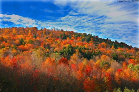 Up state N.Y autumn - trees, up state new york, autumn, colors, forest, blue cloudy sky