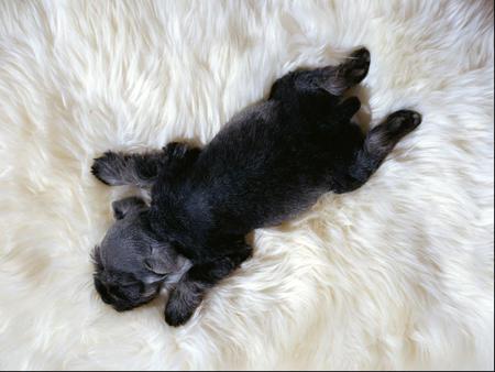 i-love-this-little-guy - fun, cuddly, dog, sweet, black, white, animal, cute, adorable, puppy