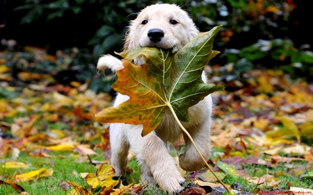 dog - animal, nature, leaf, dog