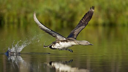 Red Throated Loon - loon, throated, water, wings, bird, reflection, diver, red, leaves, flight, splash