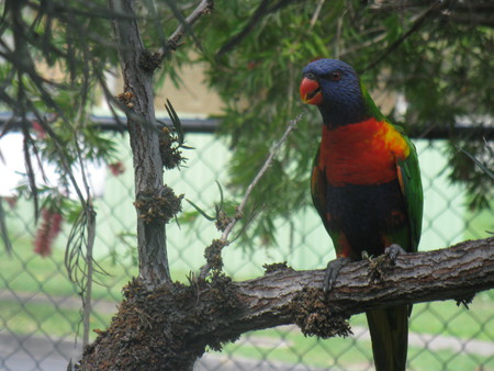 Rainbow Lorikeet - bird, colourful, curious, interesting