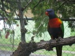 Rainbow Lorikeet