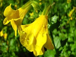 Yellow Flowers