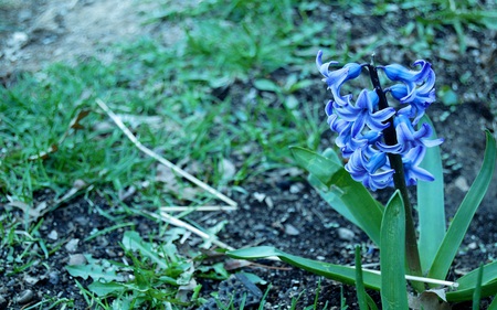 Mr.Blue - petals, blue, green, grass, flower