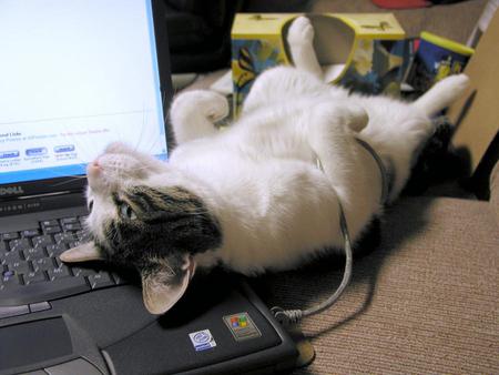 for my on line friend aussiegoddes - resting, funny, table, art photo, nice, laptop, cat