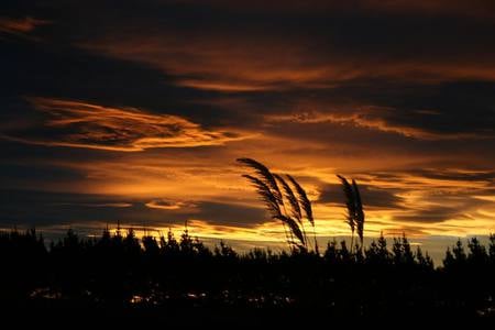 Dark horizon - nature, sky, dark, forest, grass