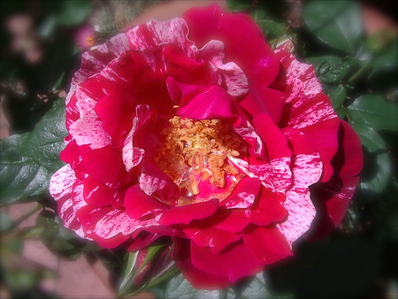 White Stripe Red Rose - stripe, white, red, rose