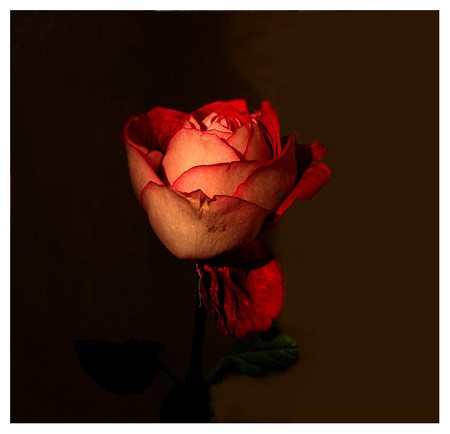 Red Rose for Viviane Anamaria - beautiful, red, alone, art photo, rose, still life