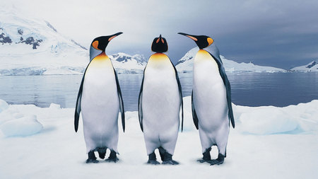 Three Penguins - ice, nature, penguins, cold, blue, arctic