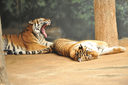 R & R - rest, cats, big, zoo